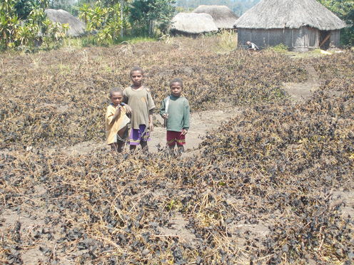 Frost-damaged sweet potato gardens in Western Highlands Province, PNG (Credit: Kud Sitango via dailybulletin.com.au, CC-BY-NC-ND, August 2015)