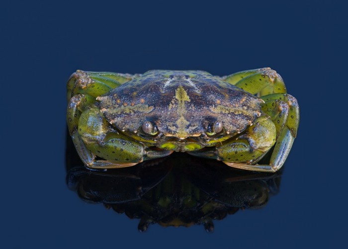 European green crab, Carcinus maenas (Photo: David Reed via Flickr)