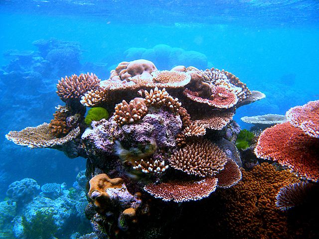 A variety of corals form an outcrop on Flynn Reef, part of the Great Barrier Reef near Cairns, Queensland, Australia (photo by Toby Hudson, 2010, via Wikimedia Commons, CC BY-SA 3.0).