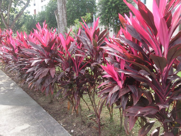 Cordyline_fruticosa_Rubra