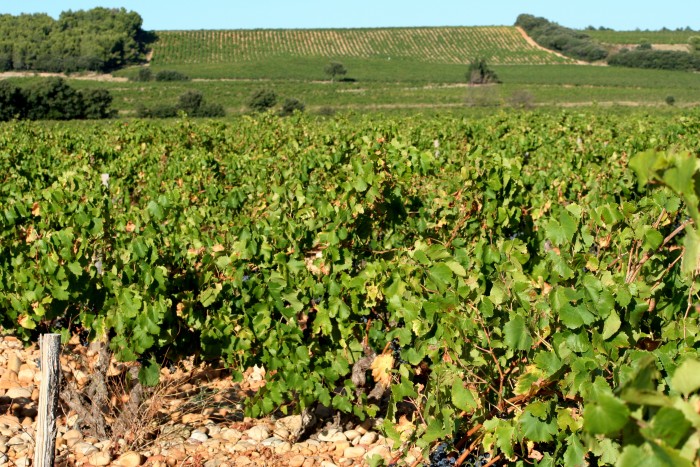The first Appellation d’Origine Contrôlée (AOC) was Côtes du Rhône, approved in 1937, for the Rhône wine region. Each wine-producing area was entitled to create rules to discipline its viticulture (grape varieties that could be used, their proportion in the allowed blends, the aging methods, and so on), within general guidelines imposed by the central authority (photograph by Megan Cole via Flickr, CC BY 2.0).