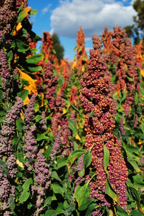 A variety of colorful quinoa panojas mixed together in a single field—a rare sight post-quinoa boom (photograph by Emma McDonell, 2015).