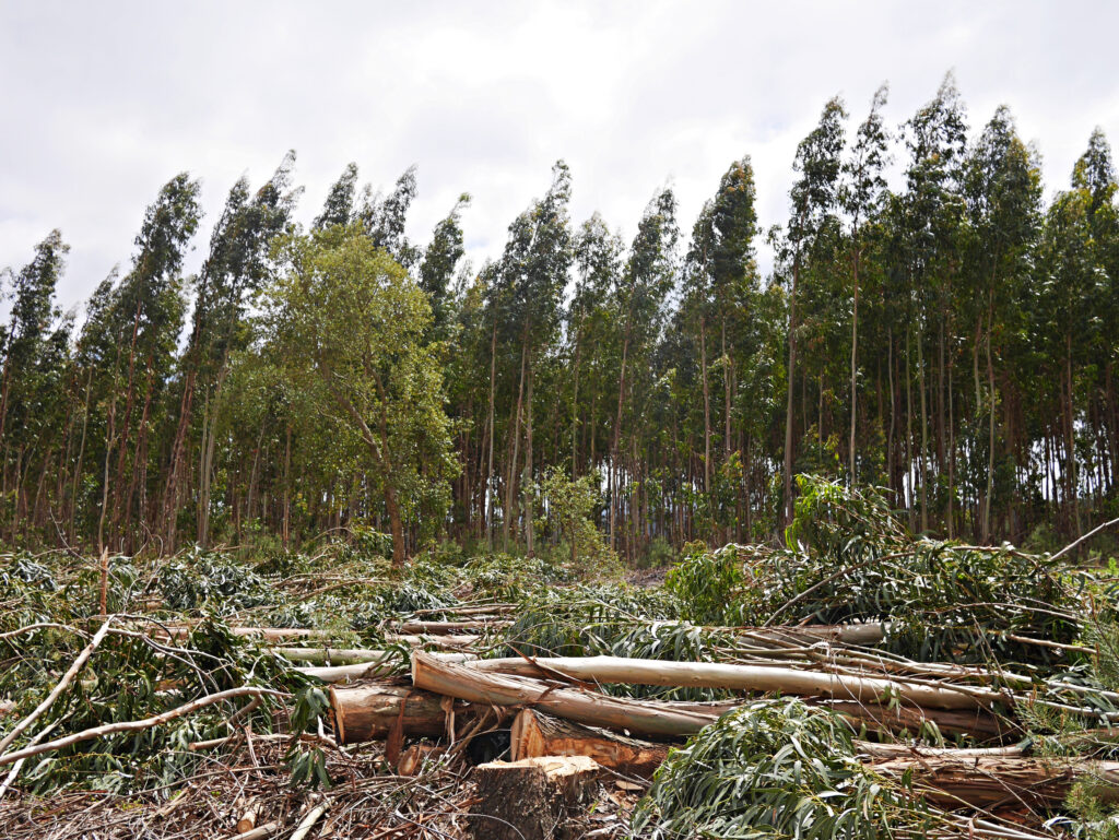 A forest of eucalyptus trees, with a pile of felled trees in the foreground.